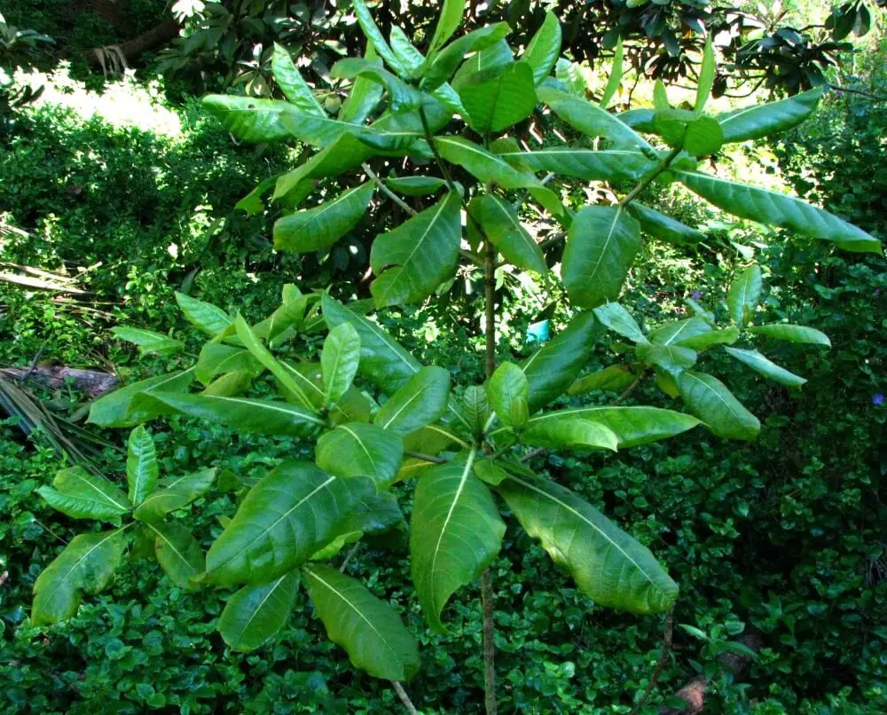 Gardenia mannii