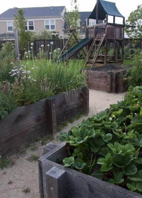 Lettuce in raised beds with hoops