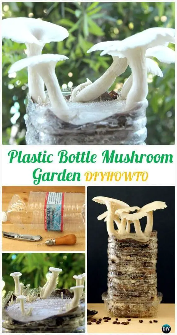 DIY Plastic Bottle Mushroom Garden