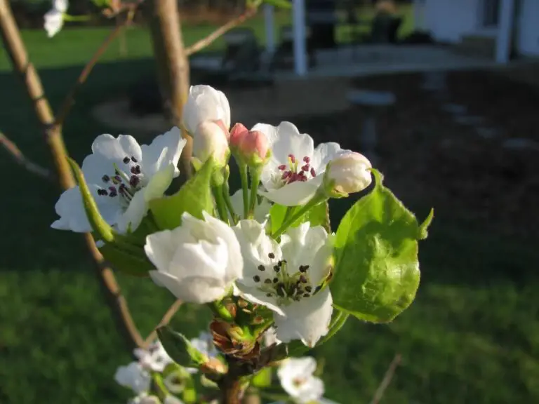 Cleveland Pear Tree: A Great Alternative For Bradford Pear