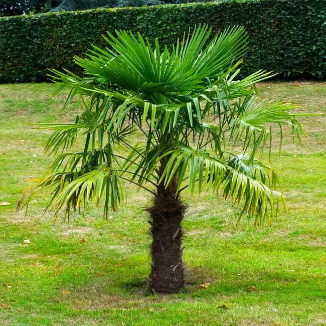 Windmill Palm (Trachycarpus fortune).