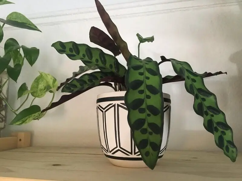 Calathea Lancifolia (Rattlesnake Plant)