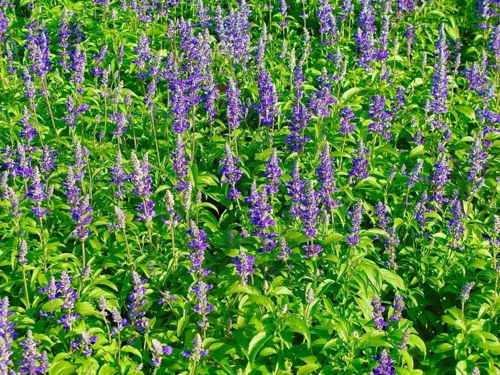 Common Garden Sage (Salvia officinalis)