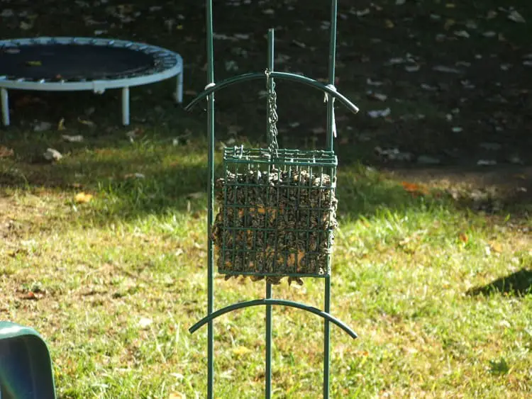 Recycled suet cage squirrel feeder