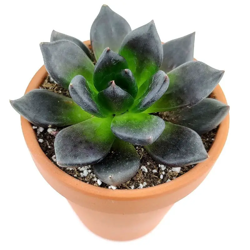 Echeveria ‘Black Prince’ (Black Hens and Chicks).