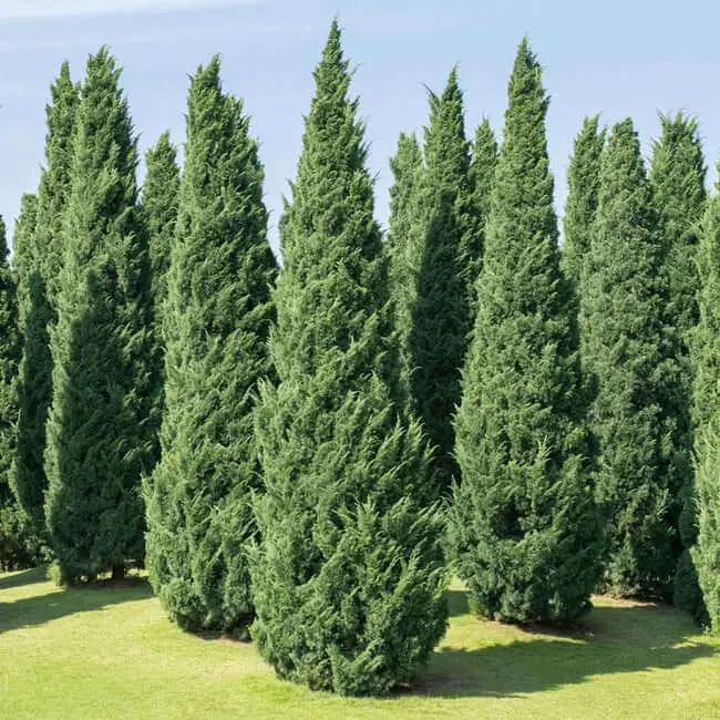 Moonglow Juniper (Juniperus scopulorum ‘Moonglow’)