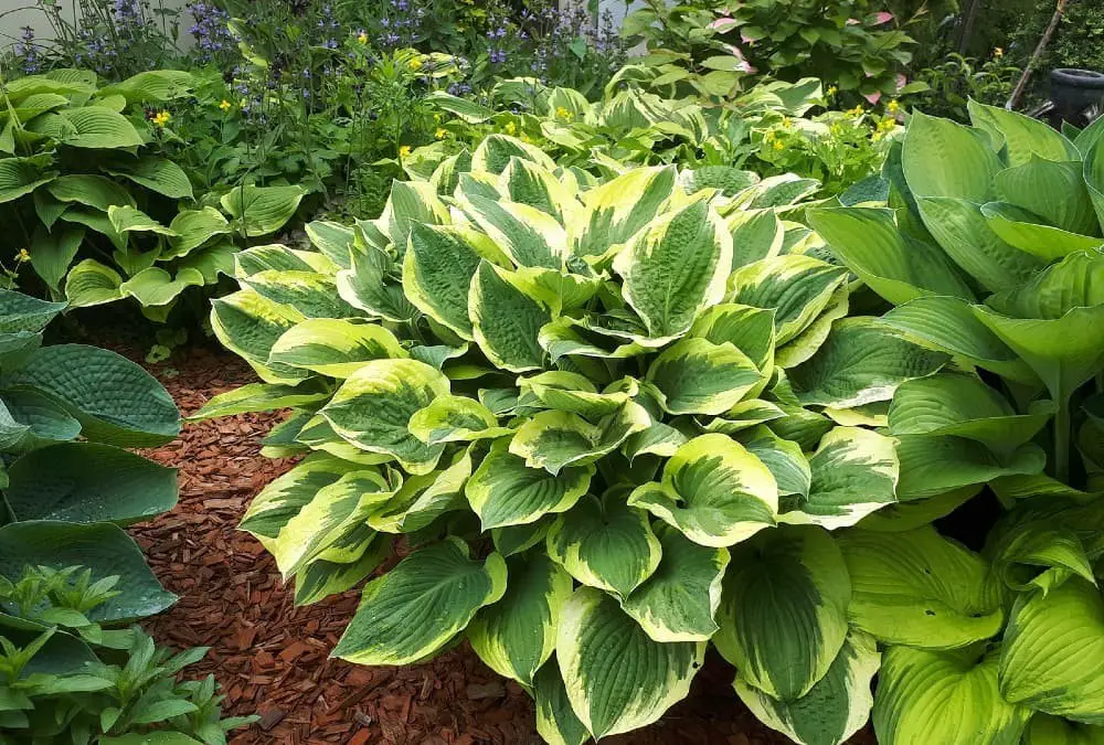 Formal Attire hosta