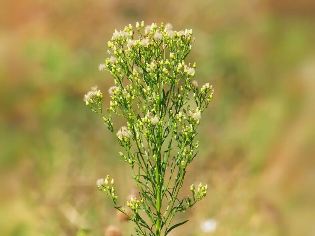 Canadian Horseweed (Conyza canadensis).