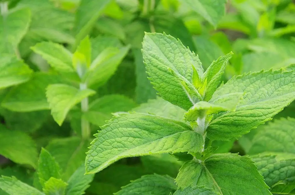 Cuban, or “Mojito” Mint (Mentha x villosa)