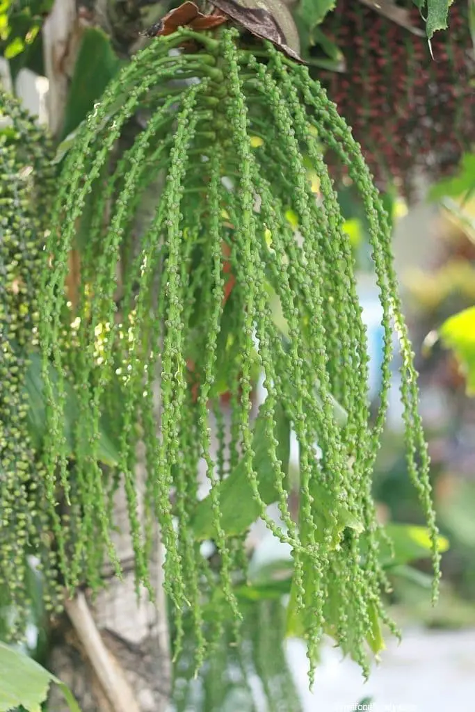 Fishtail Palm (Caryota mitis)