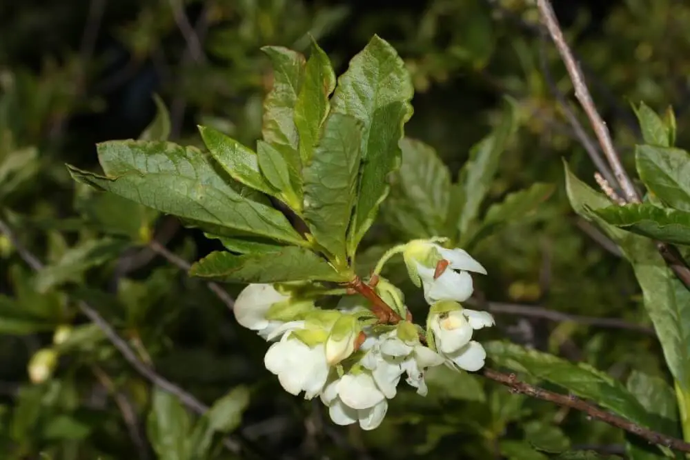 Cascade Azalea (Rhododendron albiflorum)