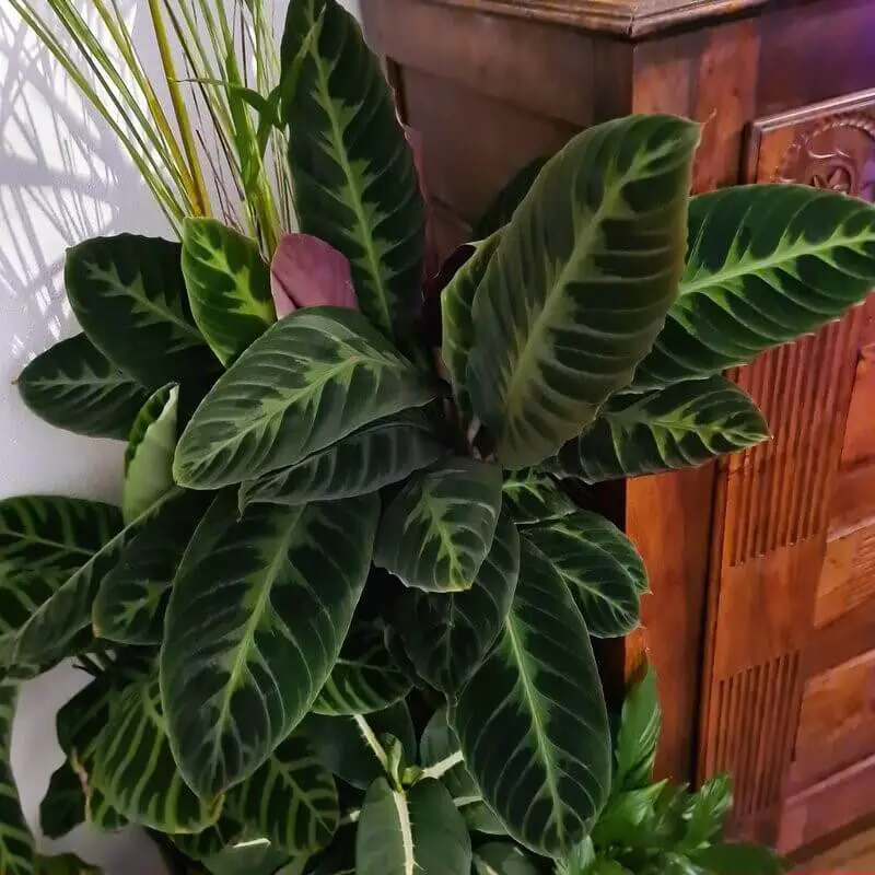 Calathea Warscewiczii