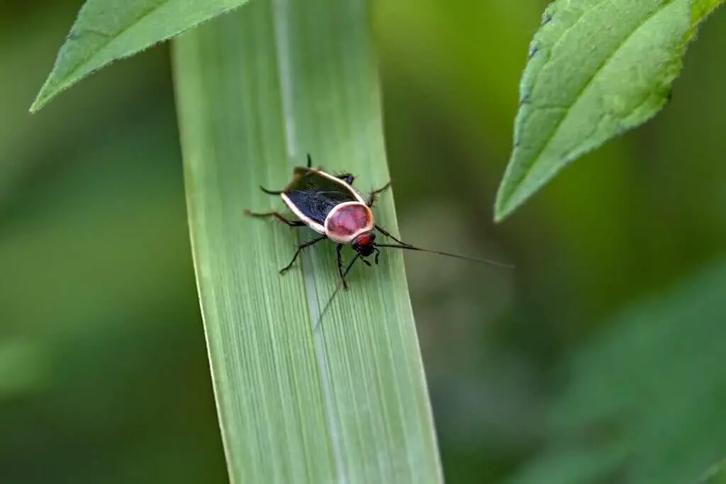 Field cockroaches