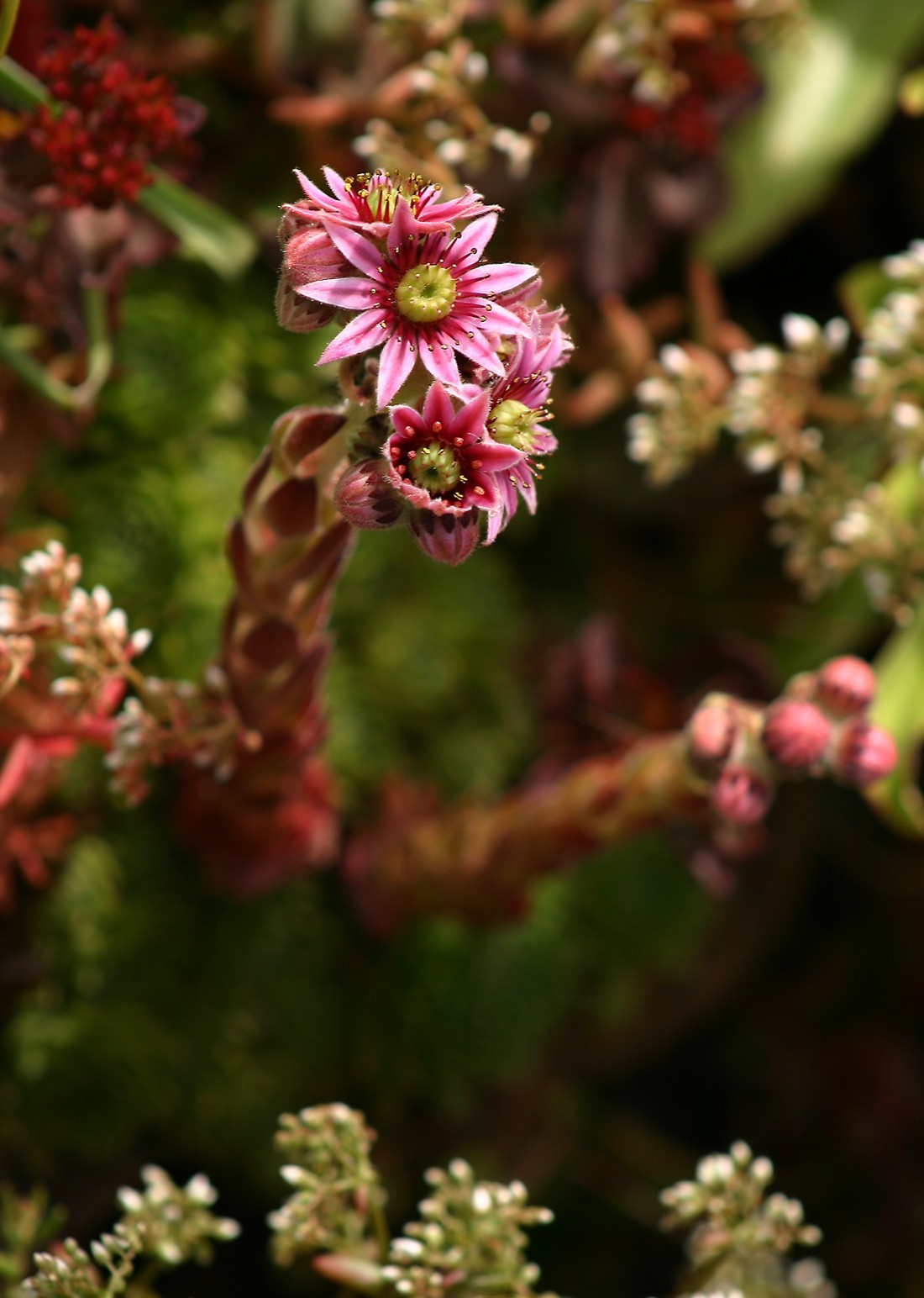 Hens and Chicks (Sempervivum tectorum)