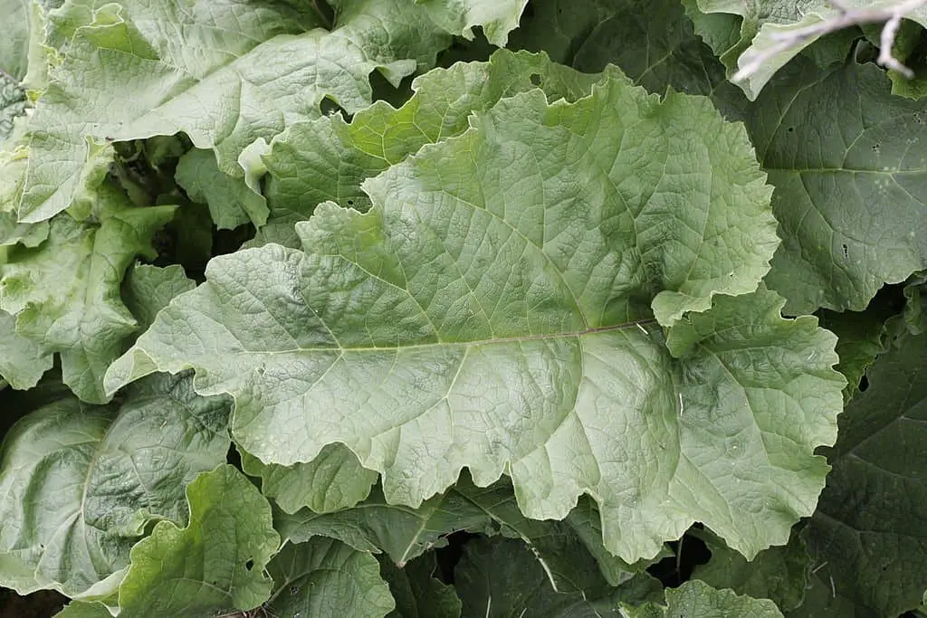 Wild Rhubarb or lesser burdock (Arctium minus).