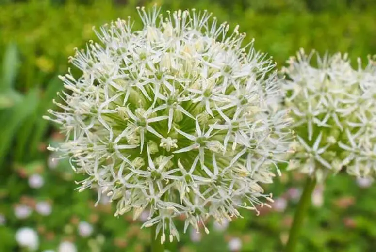 #5. Allium karataviense ‘Ivory Queen’