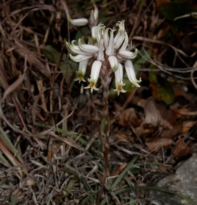 Grass Aloe (Aloe albida)