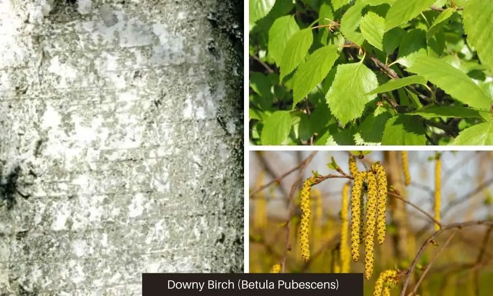 Downy Birch or white birch tree (Betula Pubescens)