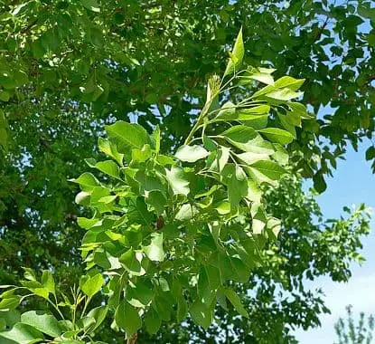 Velvet Ash (Fraxinus velutina).