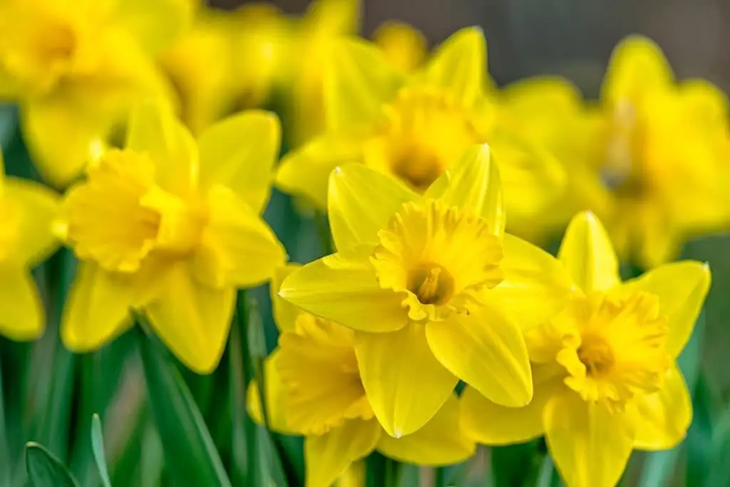 Daffodils.