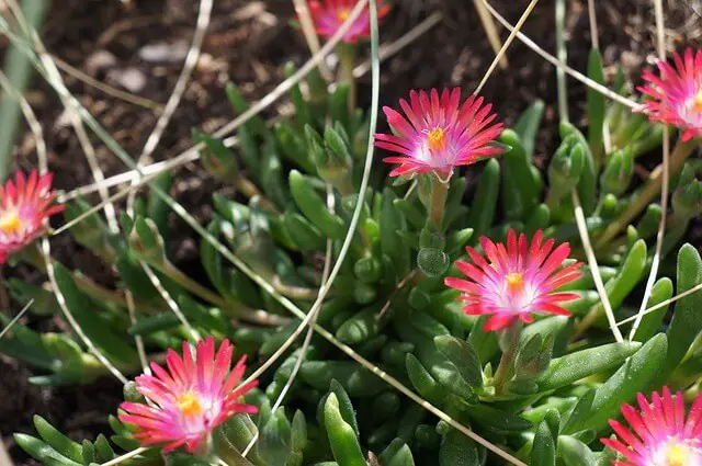 Ice plant (Delosperma)