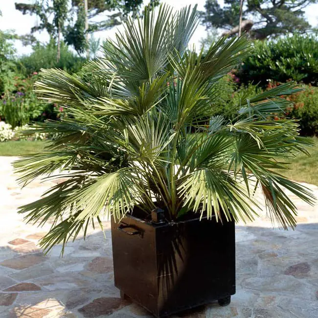 European Fan Palm (Chamaerops humilis).