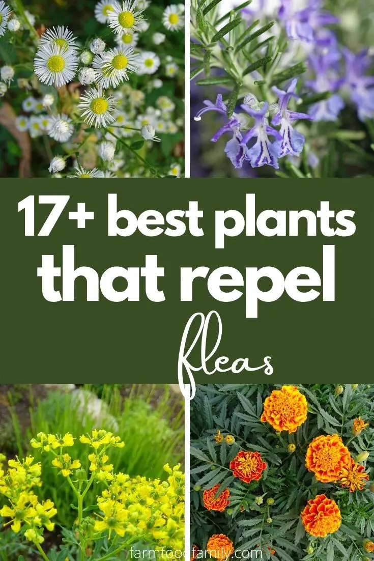 Natural Flea Repellents: 17 Plants That Repel Fleas