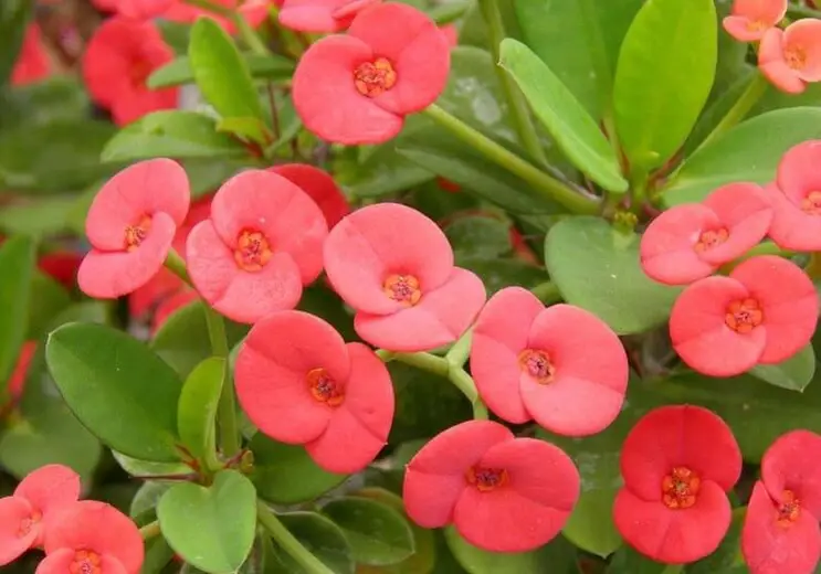 #7 Crown-of-thorns (Euphorbia milii)