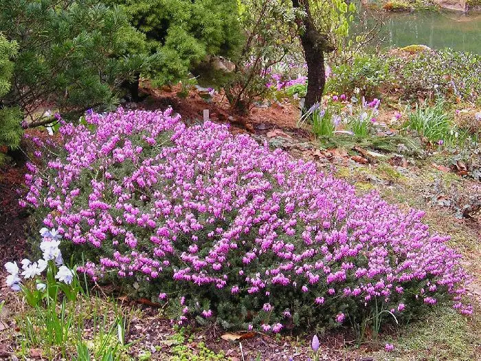 Flowering Shrubs and Bulbs Which Bloom in Winter