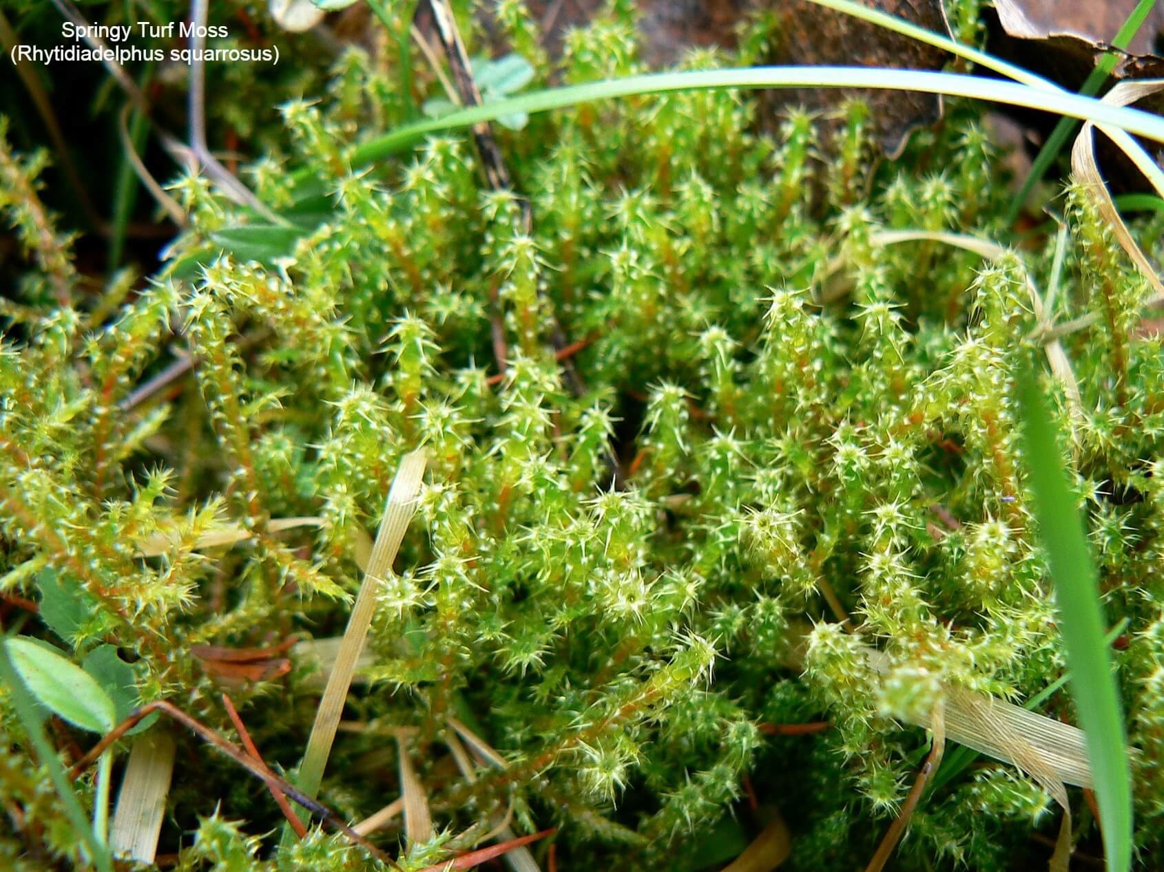 Springy Turf Moss (Rhytidiadelphus squarrosus)