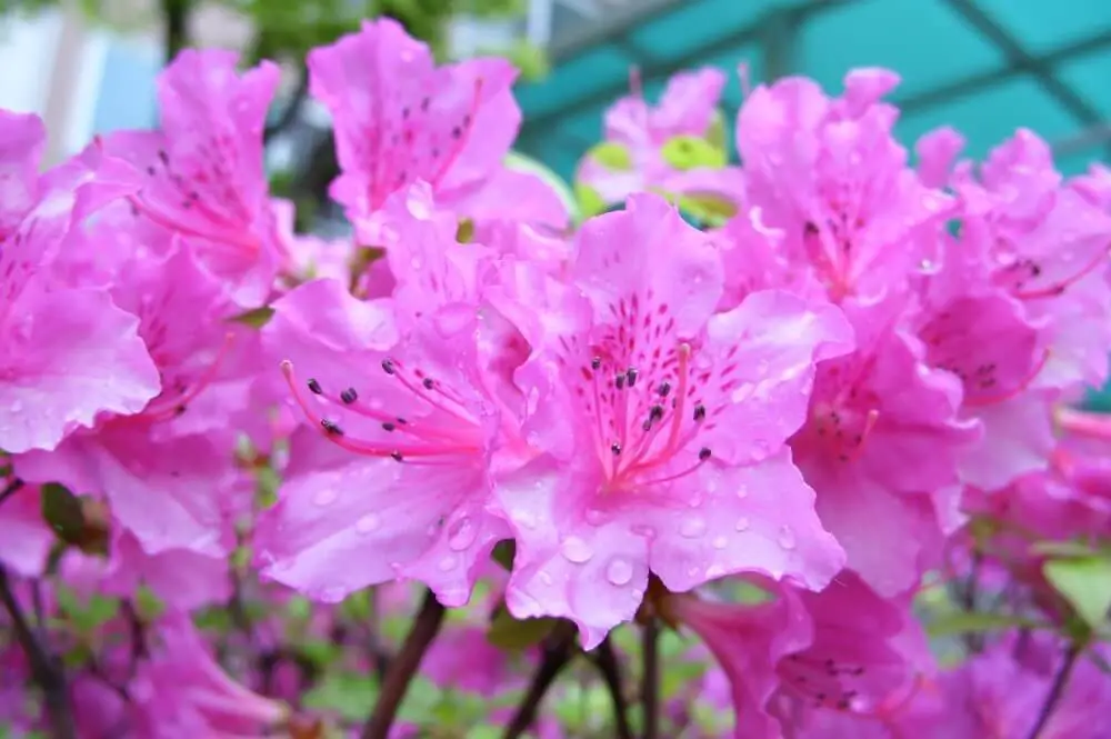 Korean Azalea (Rhododendron yedoense var. poukhanense)