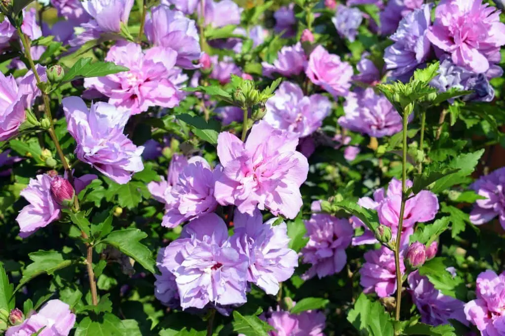 Hibiscus syriacus (Common Hibiscus)