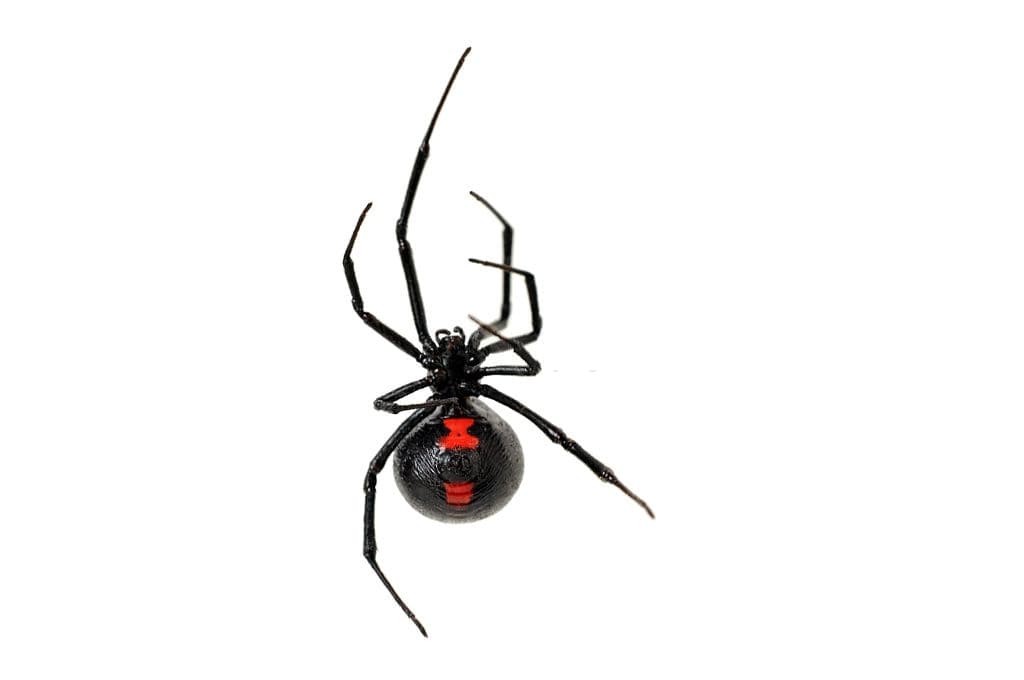 Black widow Spiders (Latrodectus mactans)