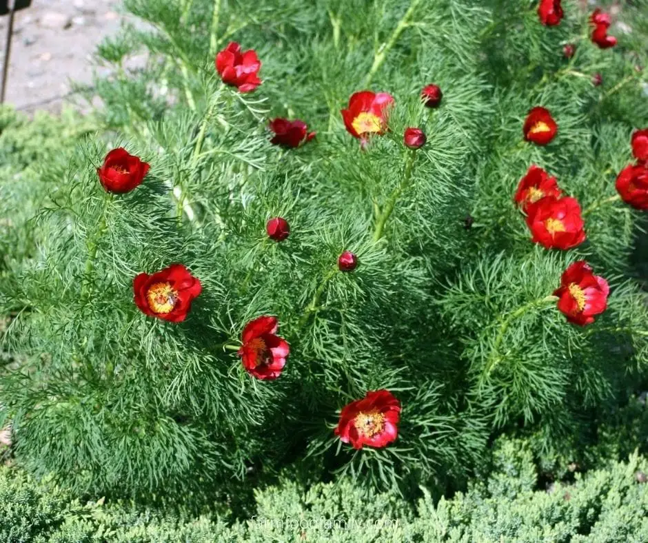 Peony (Paeonia tenuifolia)