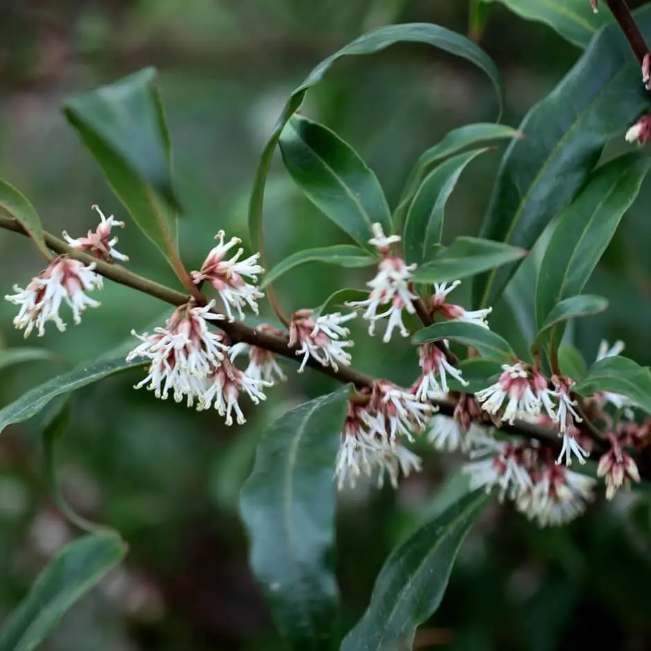 Sarcococca hookeriana var humilis (sometimes just S. humilis) – Dwarf Sweetbox (or Sweetbox)