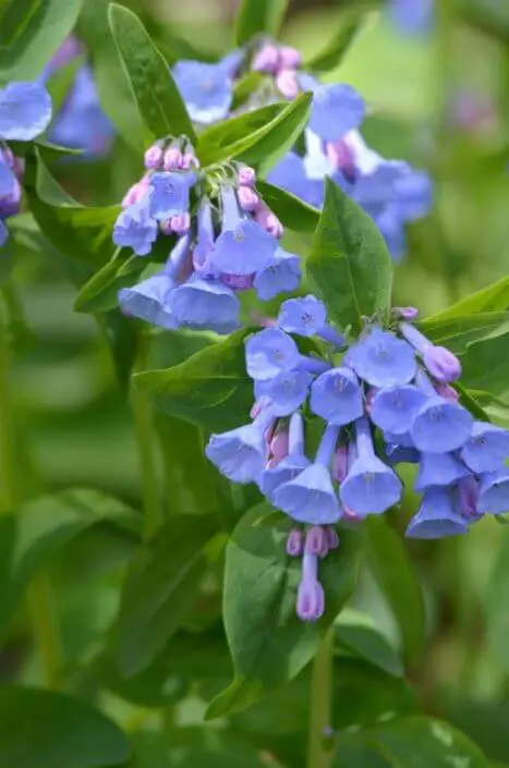 #3. Virginia bluebells (Mertensia virginica)