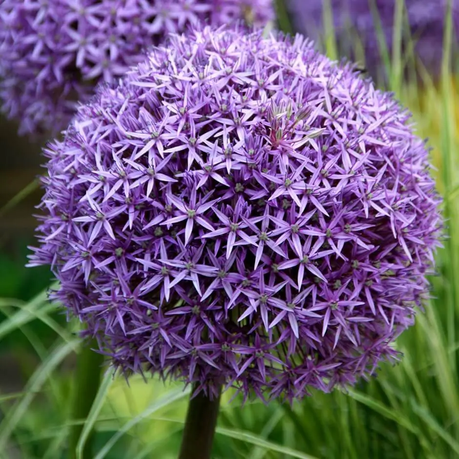 #4. Allium ’Globemaster’