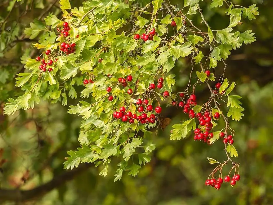 Hawthorn trees