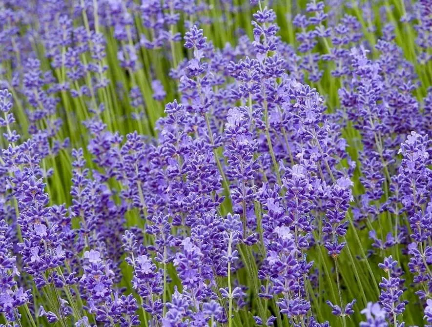 Folgate (Lavandula angustifolia ‘Folgate’)