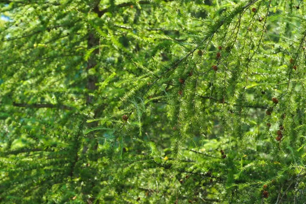 Eastern Larch (Larix laricina).