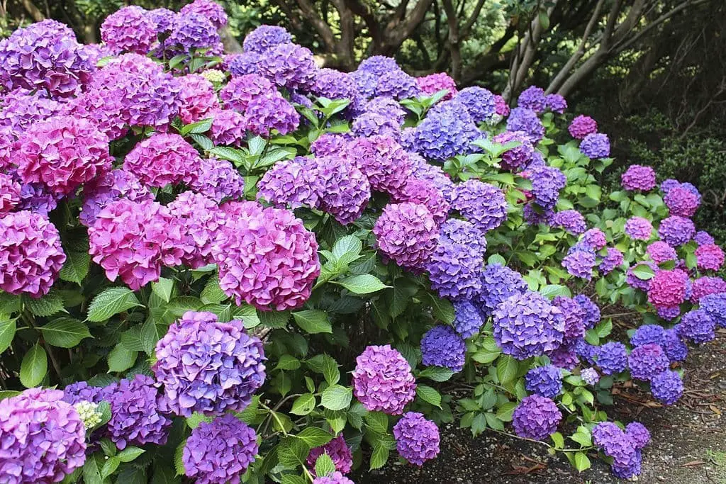 Hydrangea