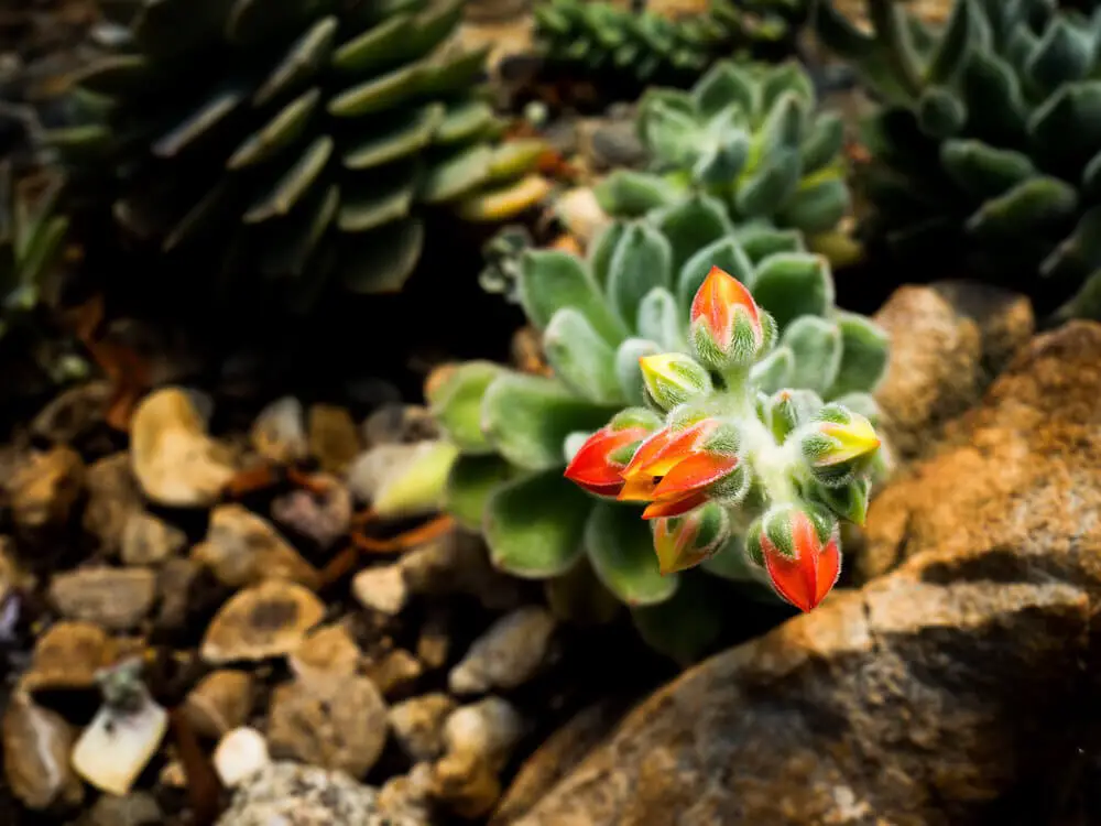 Echeveria ‘Doris Taylor’ (Woolly Rose)