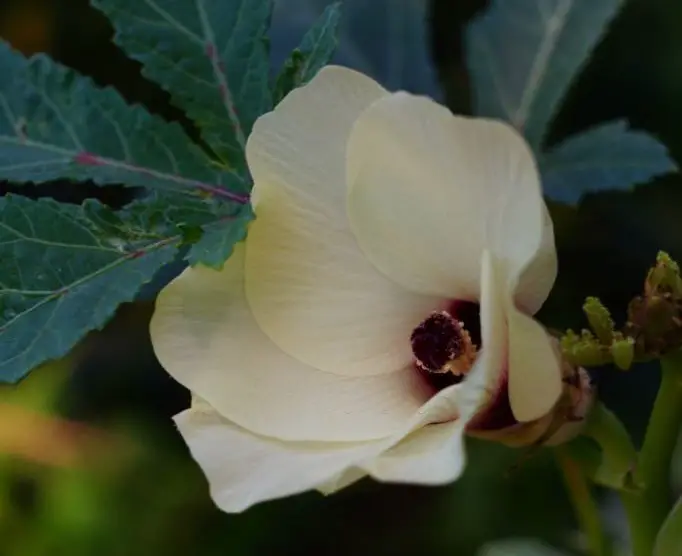 Hibiscus sabdariffa (Roselle)