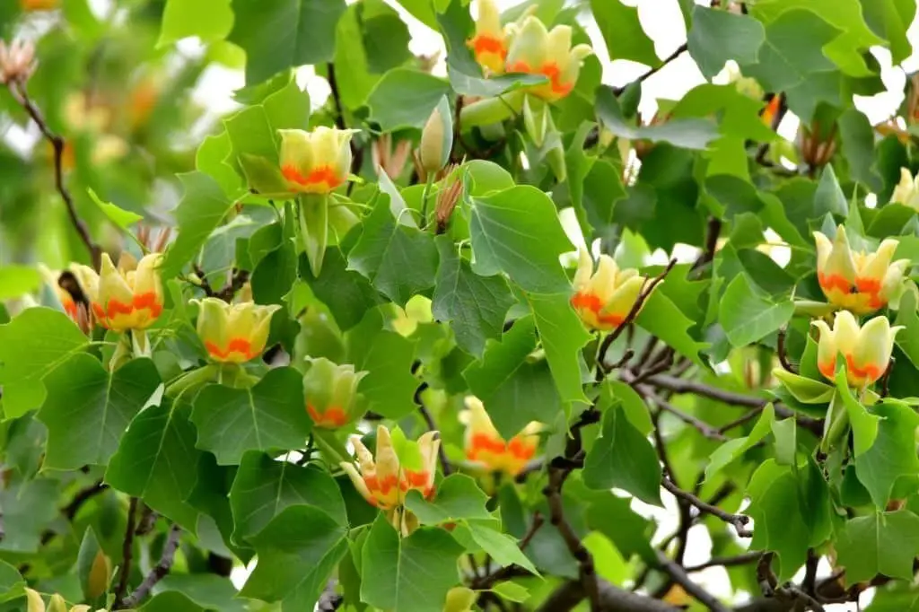 Tulip Poplar (Liriodendron tulipifera).