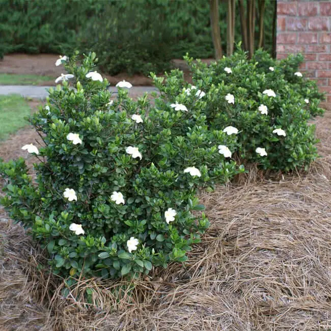 Gardenia jasminoides ‘Radicans’ (Radicans Gardenia)