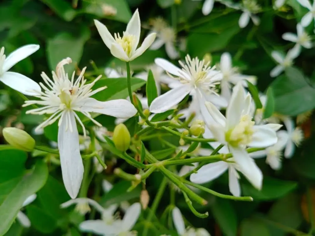 Night-Blooming Jasmine (Cestrum Nocturnum)