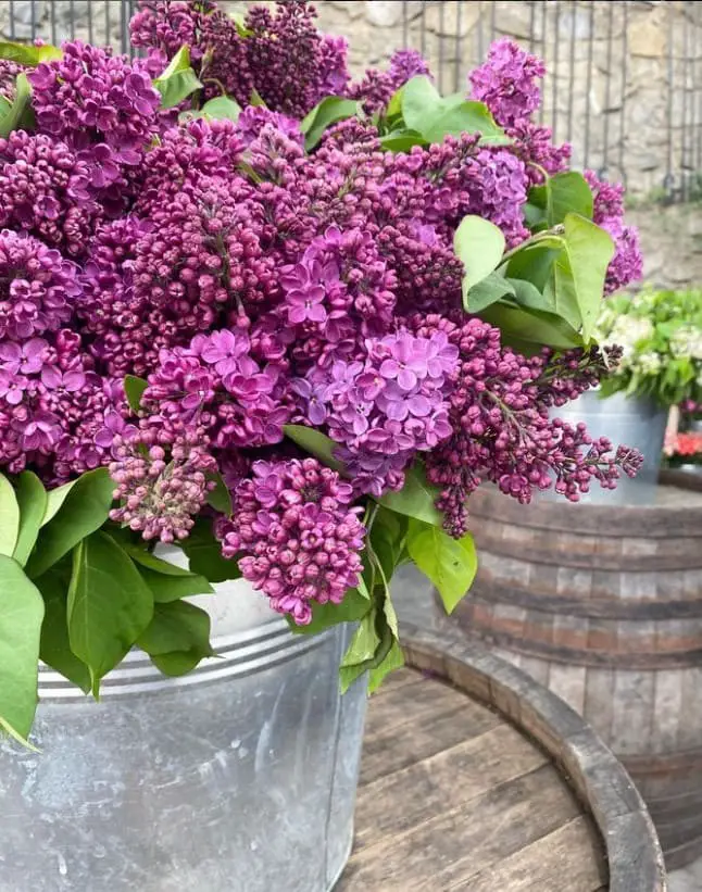 Lilac (Syringa spp.): Fragrant Flowers in Late Spring