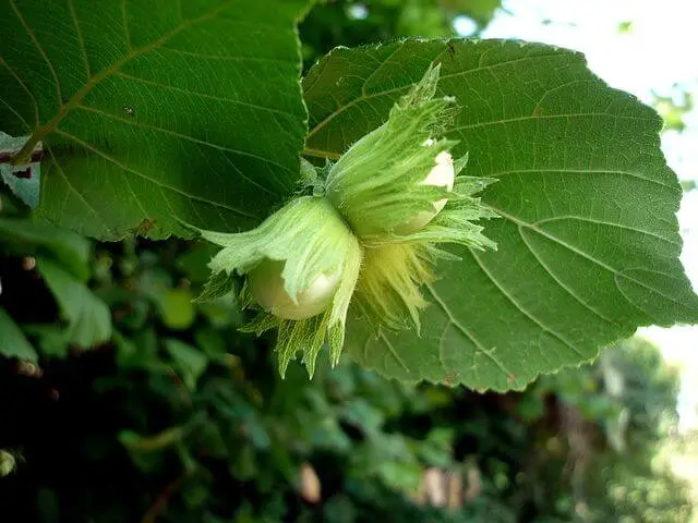 #5. Corylus avellana ‘Contorta’