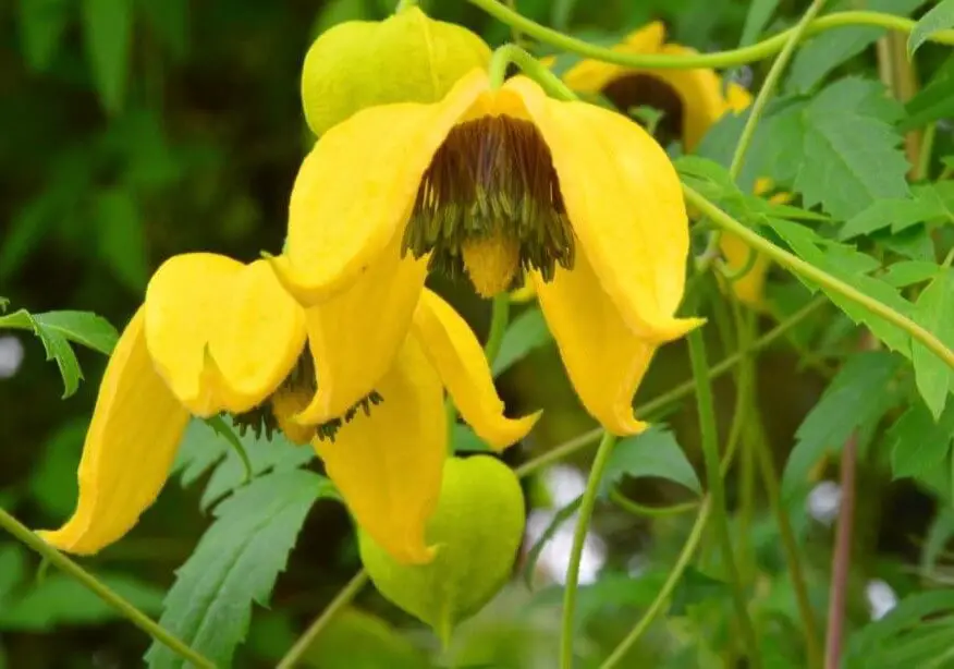 Autumn Flowering Clematis