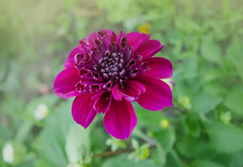 Dahlia ‘Purpinka’.